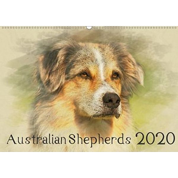 Australian Shepherds 2020 (Wandkalender 2020 DIN A2 quer), Andrea Redecker