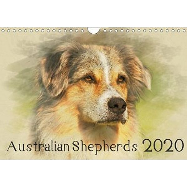 Australian Shepherds 2020 (Wandkalender 2020 DIN A4 quer), Andrea Redecker