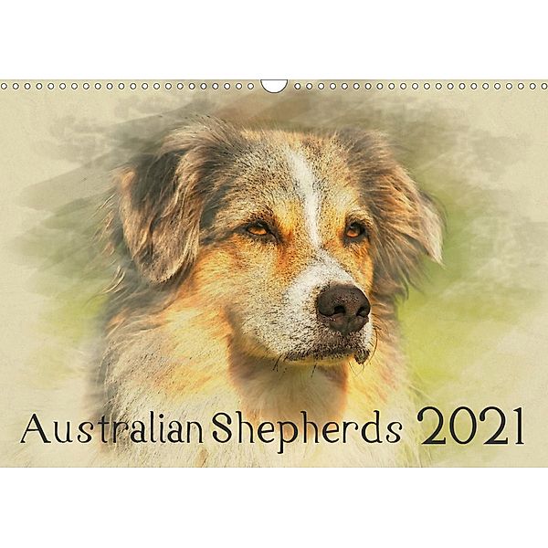 Australian Shepherds 2021 (Wandkalender 2021 DIN A3 quer), Andrea Redecker