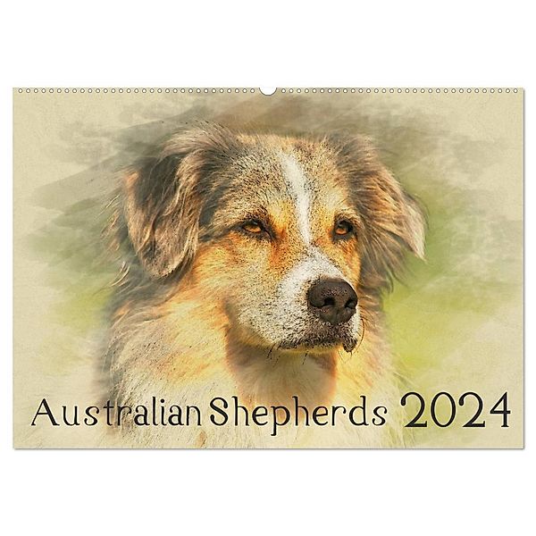 Australian Shepherds 2024 (Wandkalender 2024 DIN A2 quer), CALVENDO Monatskalender, Andrea Redecker