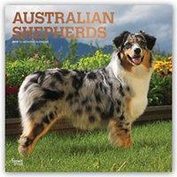 Australian Shepherds - Australische Schäferhunde 2019 - 18-M