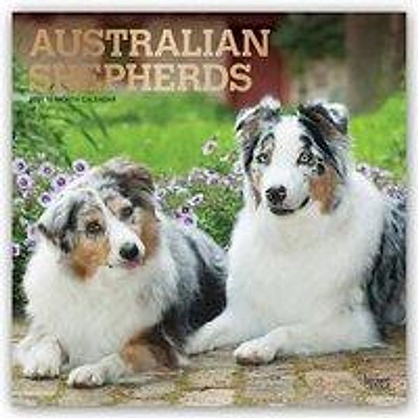 Australian Shepherds - Australische Schäferhunde 2021- 16-Monatskalender mit freier DogDays-App, BrownTrout Publisher
