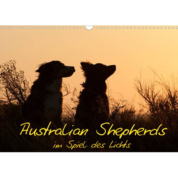 Australian Shepherds im Spiel des Lichts (Wandkalender 2022 DIN A3 quer), Angela Münzel-Hashish - www.tierphotografie.com