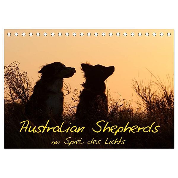 Australian Shepherds im Spiel des Lichts (Tischkalender 2024 DIN A5 quer), CALVENDO Monatskalender, Angela Münzel-Hashish - www.tierphotografie.com