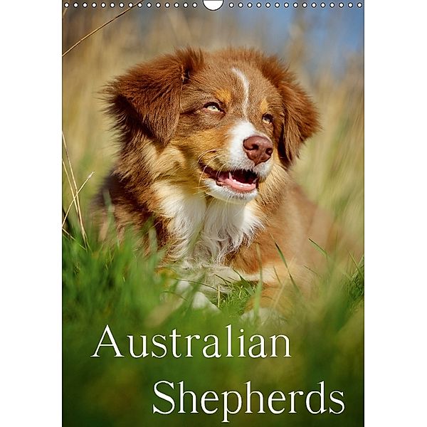 Australian Shepherds (Wandkalender 2018 DIN A3 hoch), Nicole Noack