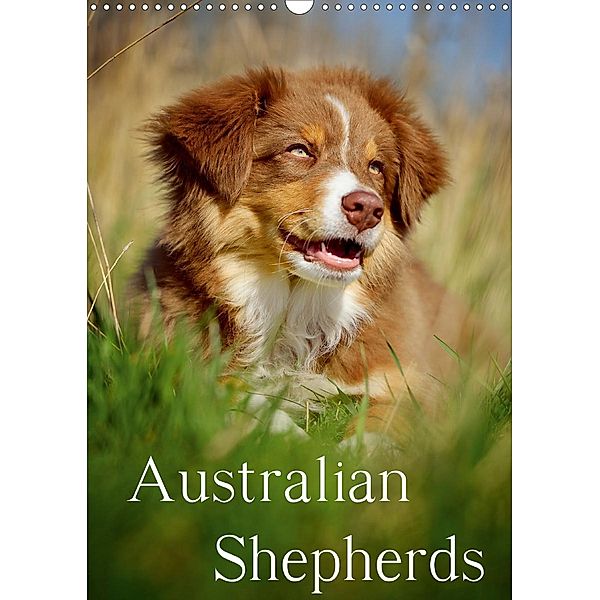 Australian Shepherds (Wandkalender 2021 DIN A3 hoch), Nicole Noack