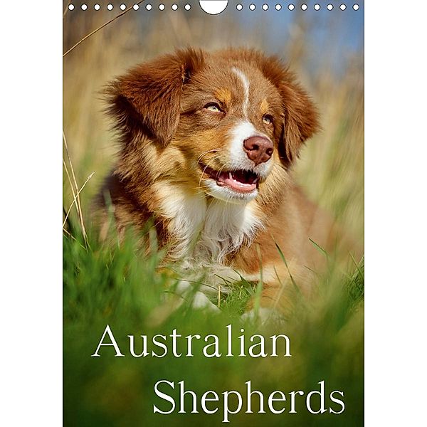 Australian Shepherds (Wandkalender 2021 DIN A4 hoch), Nicole Noack