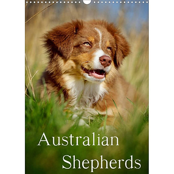 Australian Shepherds (Wandkalender 2022 DIN A3 hoch), Nicole Noack