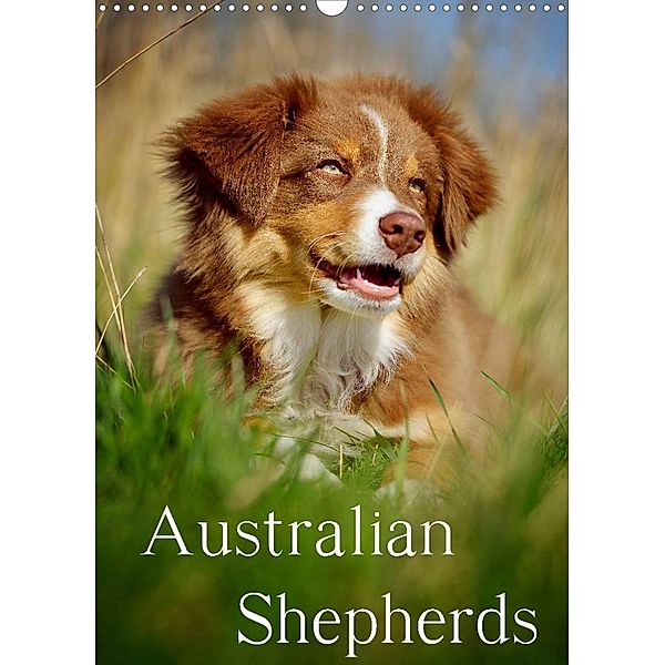 Australian Shepherds (Wandkalender 2023 DIN A3 hoch), Nicole Noack