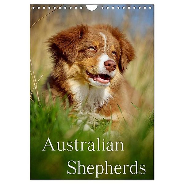 Australian Shepherds (Wandkalender 2024 DIN A4 hoch), CALVENDO Monatskalender, Nicole Noack