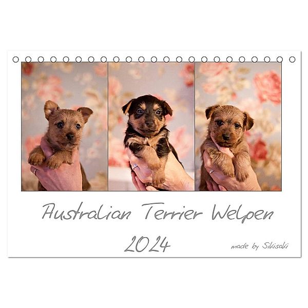 Australian Terrier Welpen (Tischkalender 2024 DIN A5 quer), CALVENDO Monatskalender, Sikisaki Tierfotografie