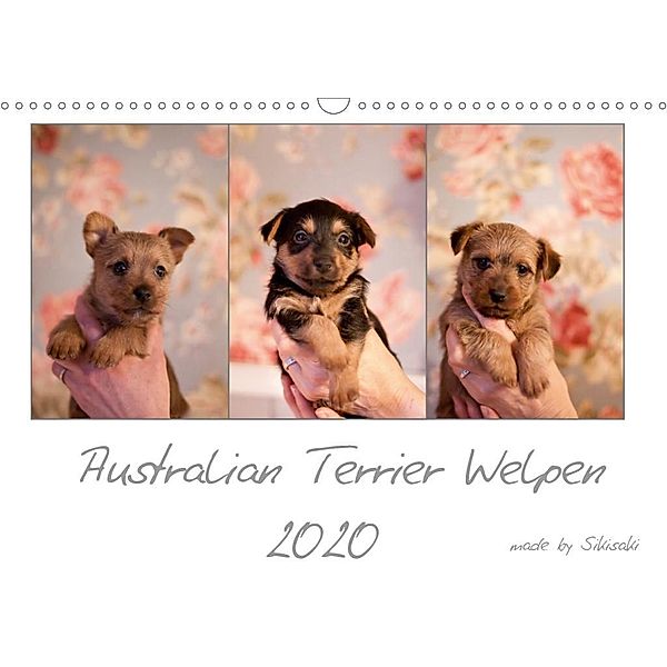 Australian Terrier Welpen (Wandkalender 2020 DIN A3 quer), Sikisaki Tierfotografie
