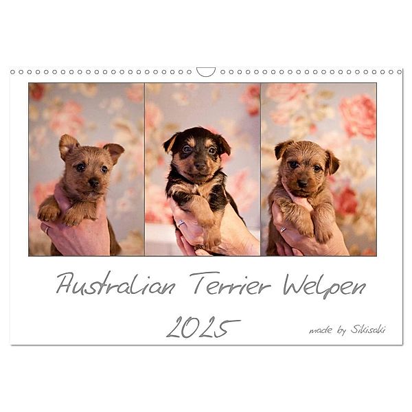 Australian Terrier Welpen (Wandkalender 2025 DIN A3 quer), CALVENDO Monatskalender, Calvendo, Sikisaki Tierfotografie