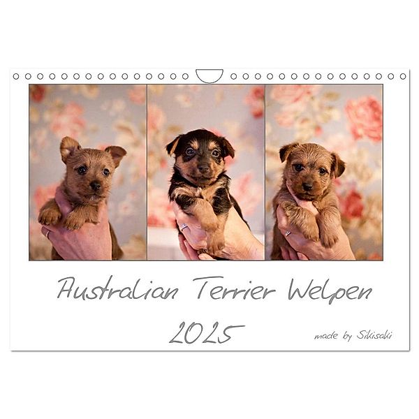 Australian Terrier Welpen (Wandkalender 2025 DIN A4 quer), CALVENDO Monatskalender, Calvendo, Sikisaki Tierfotografie