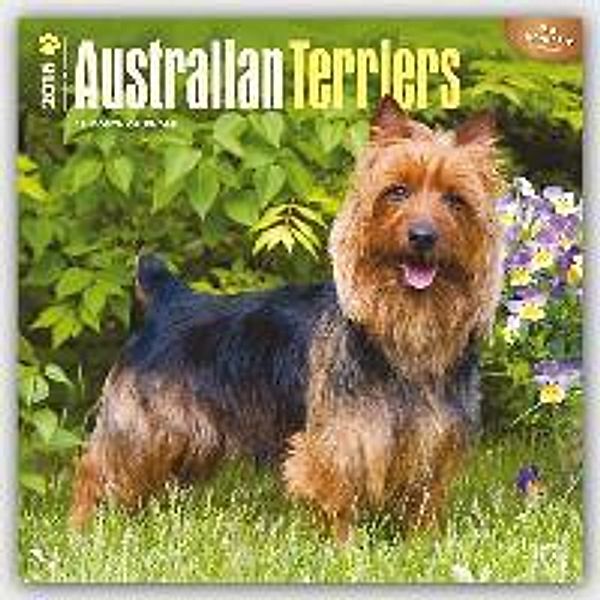 Australian Terriers 2016