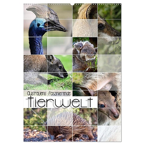 Australiens faszinierende Tierwelt (Wandkalender 2024 DIN A2 hoch), CALVENDO Monatskalender, Renate Utz