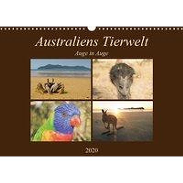 Australiens Tierwelt - Auge in AugeAT-Version (Wandkalender 2020 DIN A3 quer), Martin Wasilewski