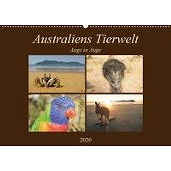 Australiens Tierwelt - Auge in AugeAT-Version (Wandkalender 2020 DIN A2 quer), Martin Wasilewski