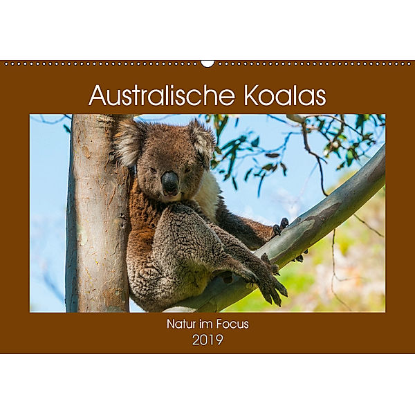 Australische Koalas (Wandkalender 2019 DIN A2 quer), Sidney Smith