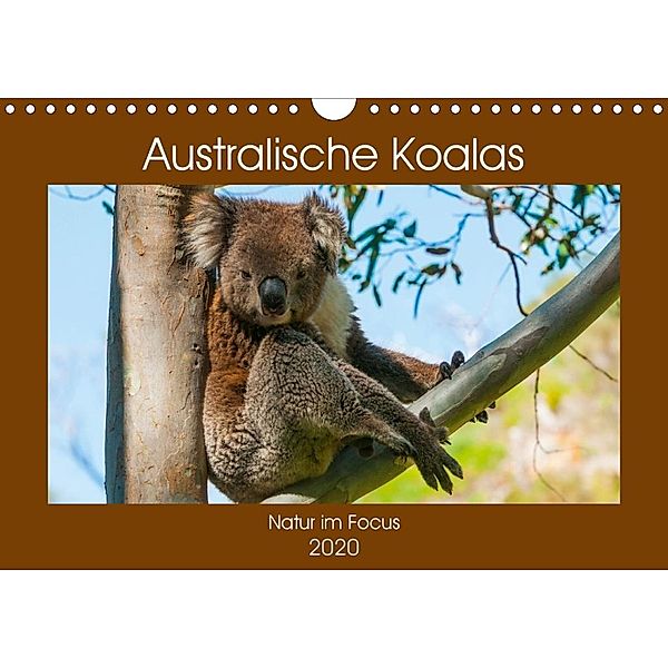 Australische Koalas (Wandkalender 2020 DIN A4 quer), Sidney Smith