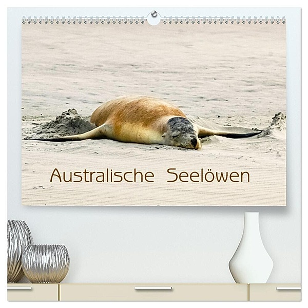 Australische Seelöwen (hochwertiger Premium Wandkalender 2024 DIN A2 quer), Kunstdruck in Hochglanz, Silvia Drafz