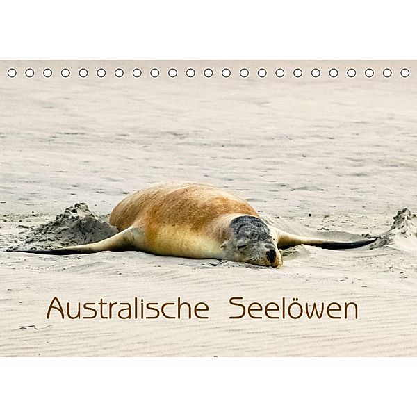 Australische Seelöwen (Tischkalender 2022 DIN A5 quer), Silvia Drafz
