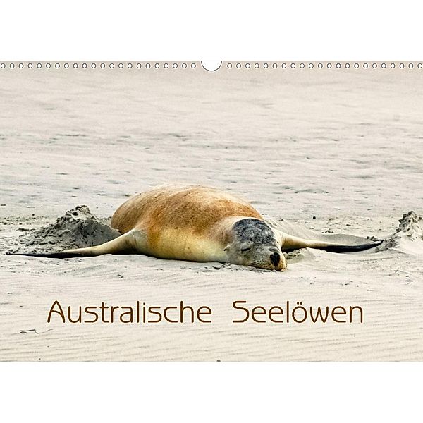 Australische Seelöwen (Wandkalender 2022 DIN A3 quer), Silvia Drafz