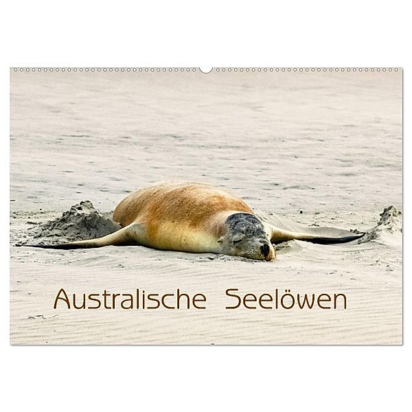 Australische Seelöwen (Wandkalender 2024 DIN A2 quer), CALVENDO Monatskalender, Silvia Drafz