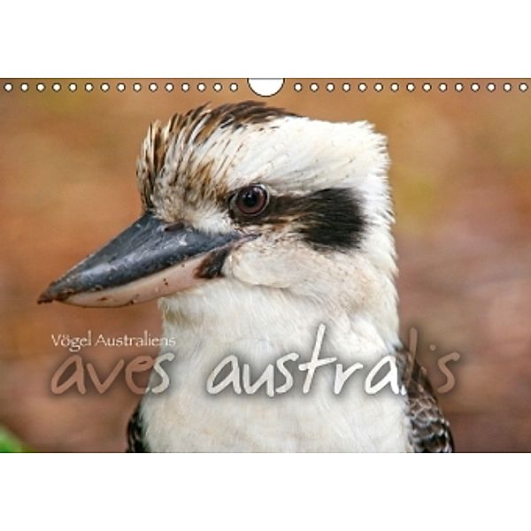 aves australis - Vögel Australiens (Wandkalender 2016 DIN A4 quer), Andrea Redecker