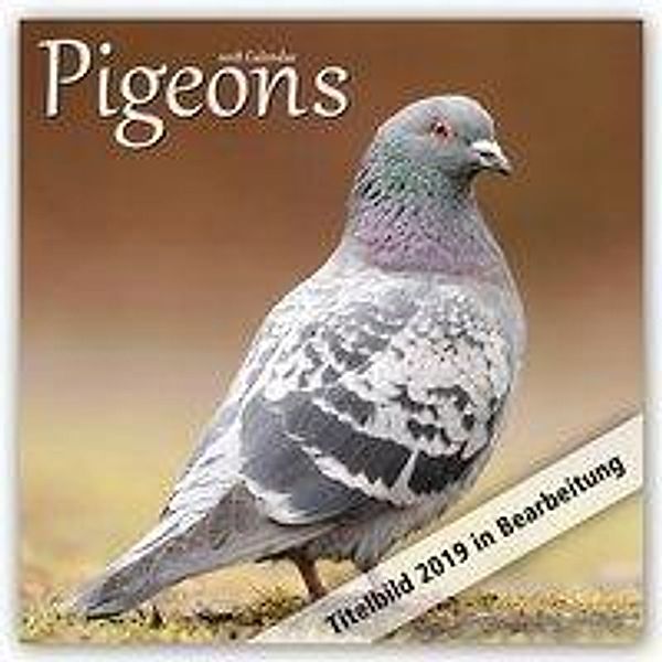 Avonside Publishing Ltd: Pigeons Calendar 2019, Avonside Publishing Ltd