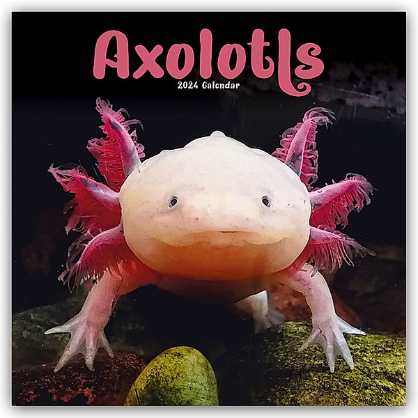 Axolotls - Mexikanischer Schwanzlurch 2024 - 16-Monatskalender, Avonside Publishing Ltd