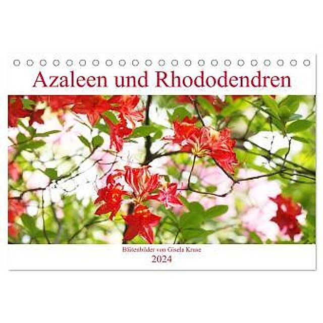 Azaleen und Rhododendren Blütenbilder Tischkalender 2024 DIN A5 quer,  CALVENDO Monatskalender - Kalender bestellen