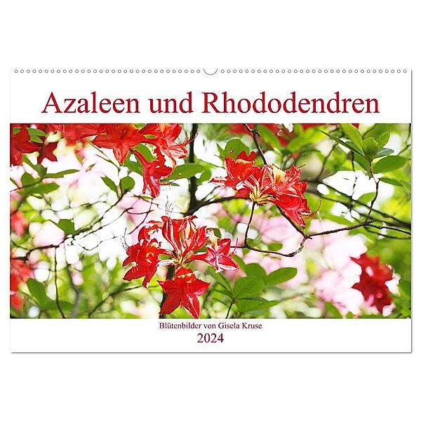 Azaleen und Rhododendren Blütenbilder (Wandkalender 2024 DIN A2 quer), CALVENDO Monatskalender, Gisela Kruse