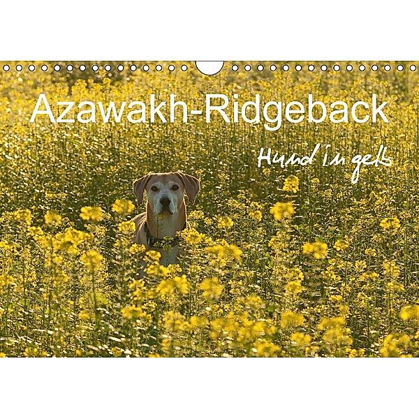 Azawakh-Ridgeback Hund in gelb (Wandkalender 2018 DIN A4 quer), Meike Bölts