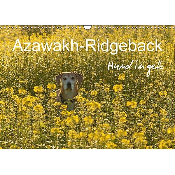 Azawakh-Ridgeback Hund in gelb (Wandkalender 2018 DIN A3 quer), Meike Bölts