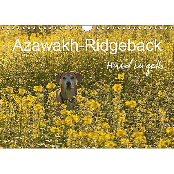 Azawakh-Ridgeback Hund in gelb (Wandkalender 2019 DIN A4 quer), Meike Bölts