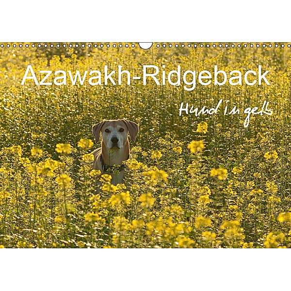 Azawakh-Ridgeback Hund in gelb (Wandkalender 2019 DIN A3 quer), Meike Bölts