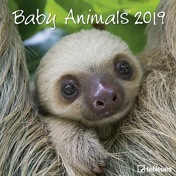 Baby Animals 2019