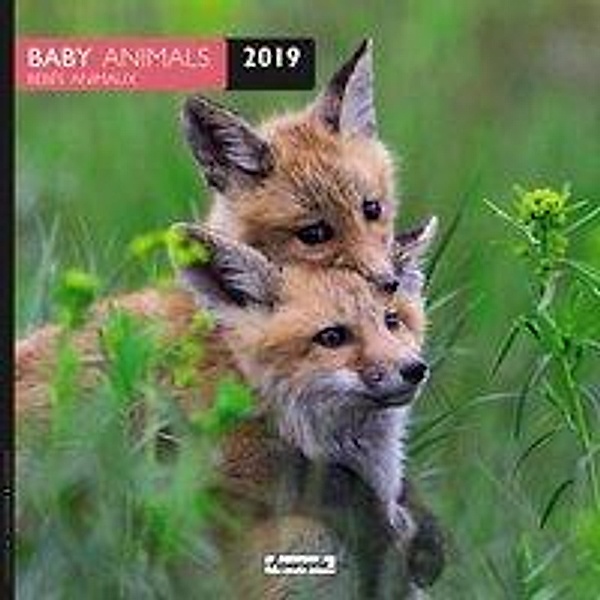 Baby Animals / Bébés Animaux 2019