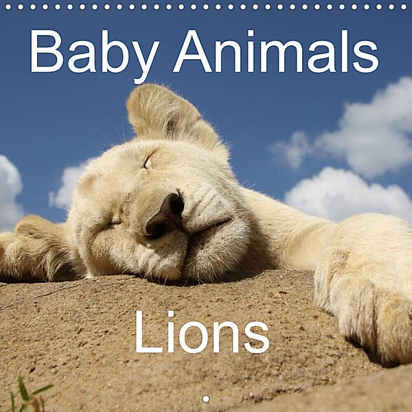 Baby Animals - Lions (Wall Calendar 2023 300 × 300 mm Square), Stefan Sander