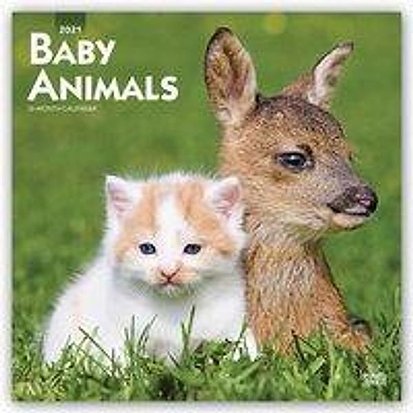 Baby Animals - Tierbabys 2021 - 16-Monatskalender, BrownTrout Publisher