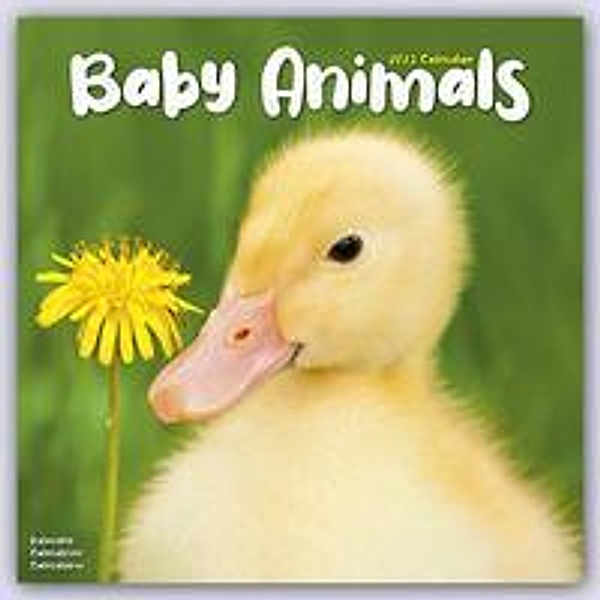 Baby Animals - Tierbabys 2023 - 16-Monatskalender, Avonside Publishing Ltd.
