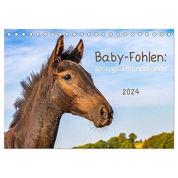 Baby-Fohlen: sonnige Impressionen (Tischkalender 2024 DIN A5 quer), CALVENDO Monatskalender, Margret v Conta