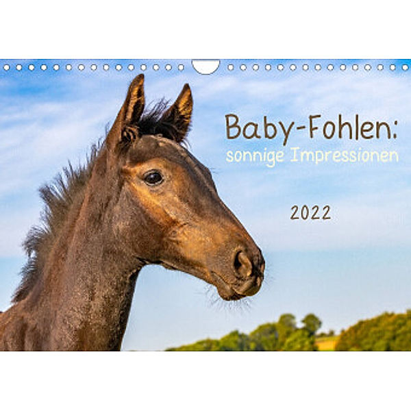 Baby-Fohlen: sonnige Impressionen (Wandkalender 2022 DIN A4 quer), Margret v Conta