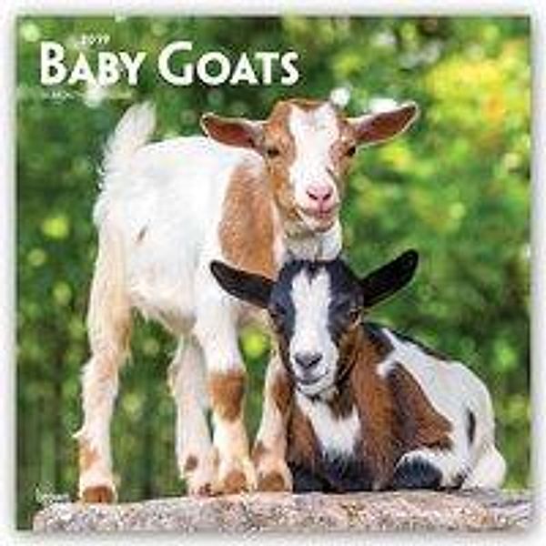 Baby Goats - Ziegenbabys 2019 - 18-Monatskalender