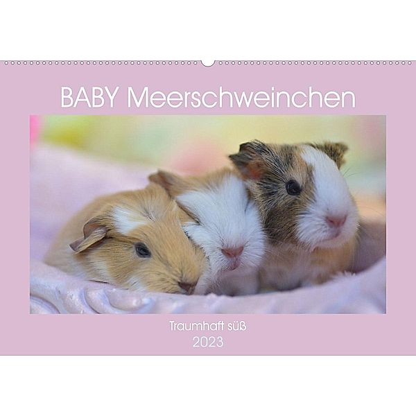 BABY Meerschweinchen Traumhaft süß (Wandkalender 2023 DIN A2 quer), Sabine Hampe-Neves
