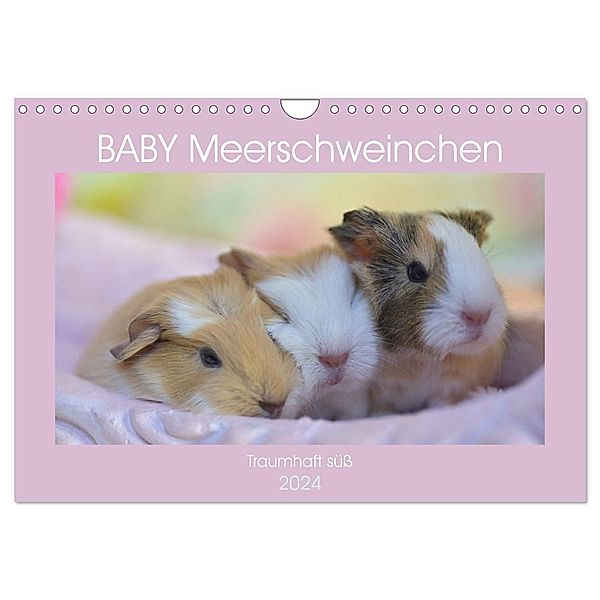 BABY Meerschweinchen Traumhaft süss (Wandkalender 2024 DIN A4 quer), CALVENDO Monatskalender, Sabine Hampe-Neves
