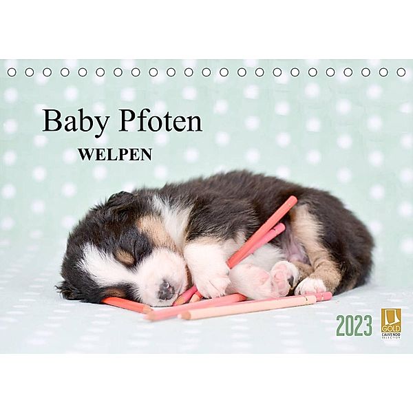 Baby Pfoten (Tischkalender 2023 DIN A5 quer), Natalie Eckelt