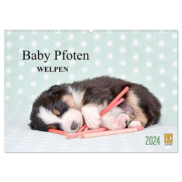 Baby Pfoten (Wandkalender 2024 DIN A2 quer), CALVENDO Monatskalender, Natalie Eckelt