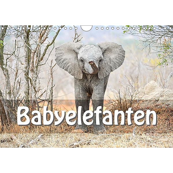 Babyelefanten (Wandkalender 2021 DIN A4 quer), ROBERT STYPPA